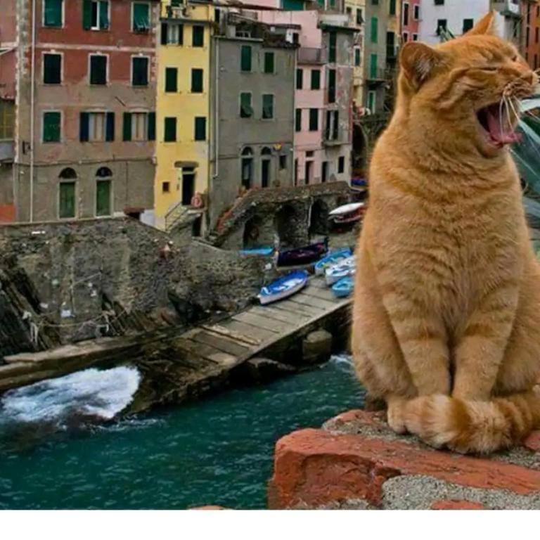 Stella di Rio 5 terre riomaggiore - Appartamento con 1 Camera da Letto - 1