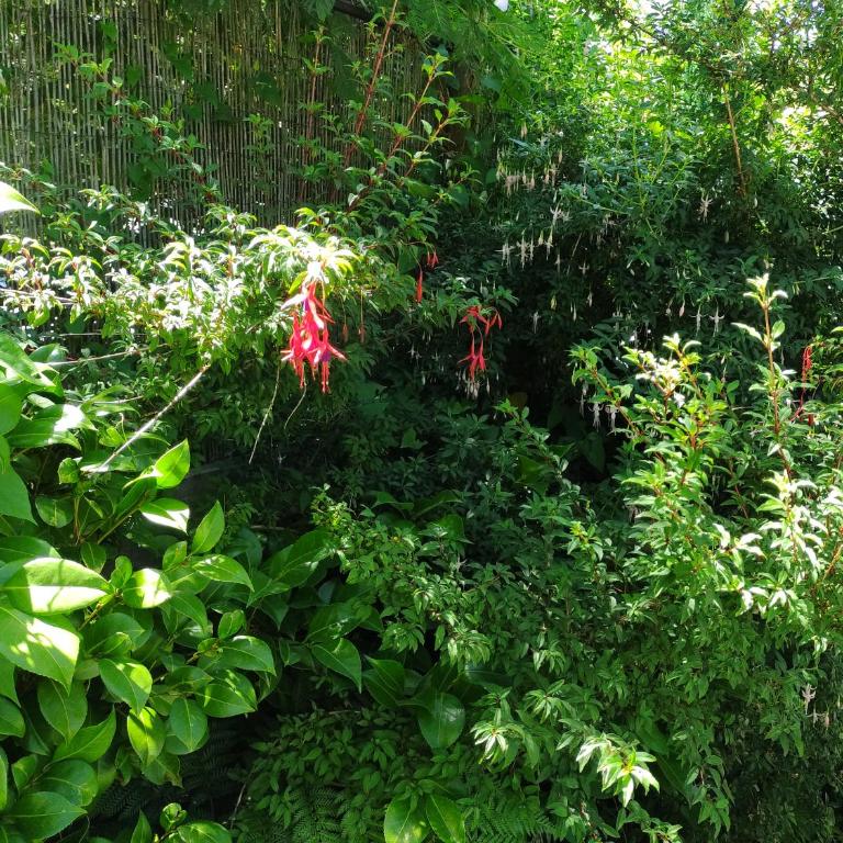 Complejo Cabañas Pétalos - Bungalow Familiar - 3