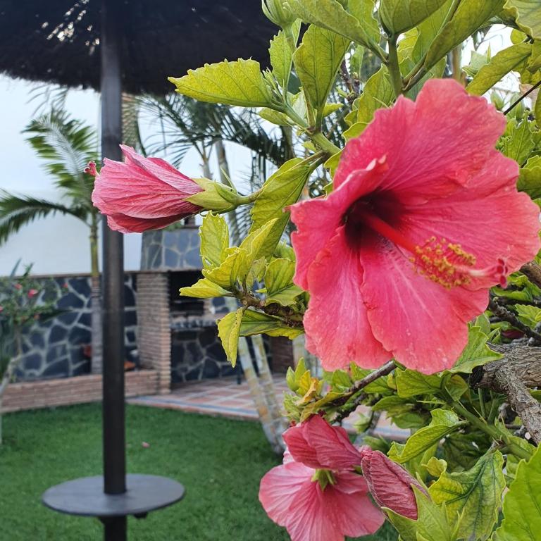 Villa Angelyn - Villa con piscina privada - 46