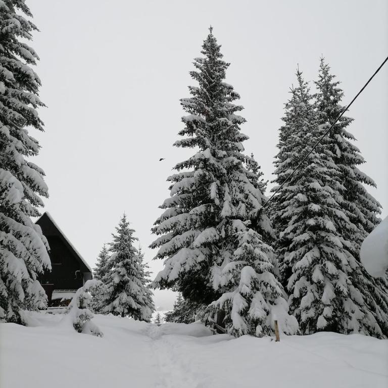 Green Top Durmitor - Kuća sa 1 Spavaćom Sobom - 69
