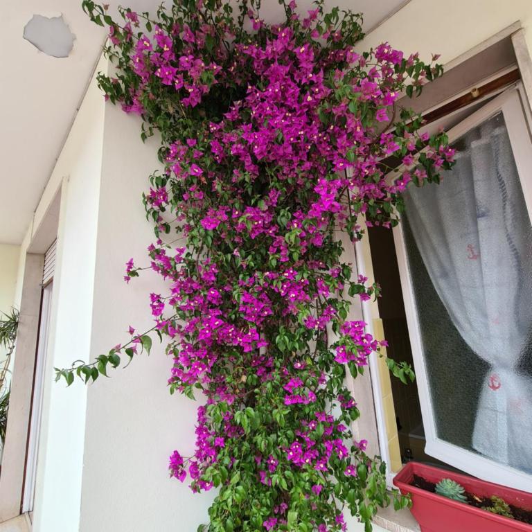 Casa dell amore 2 - Appartement 2 Chambres - 17