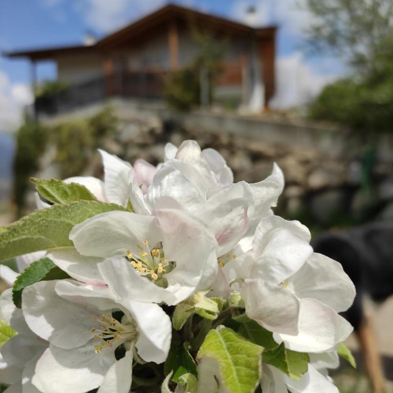Prünsterhof Schenna - Appartamento con Vista e Balcone - 12