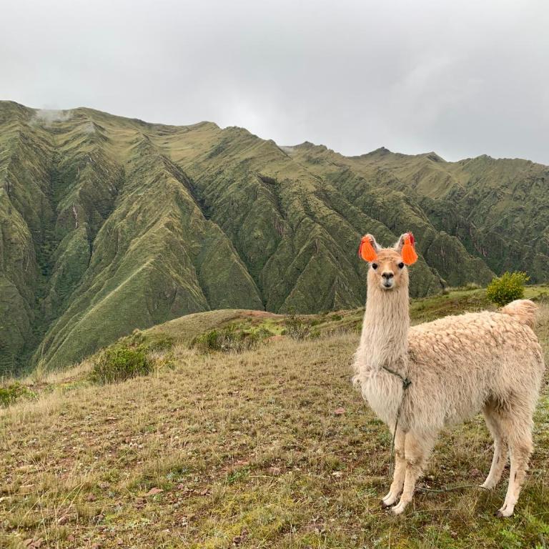 ALPACA LODGE & EXPLORATIONS - Large Single Room - 5