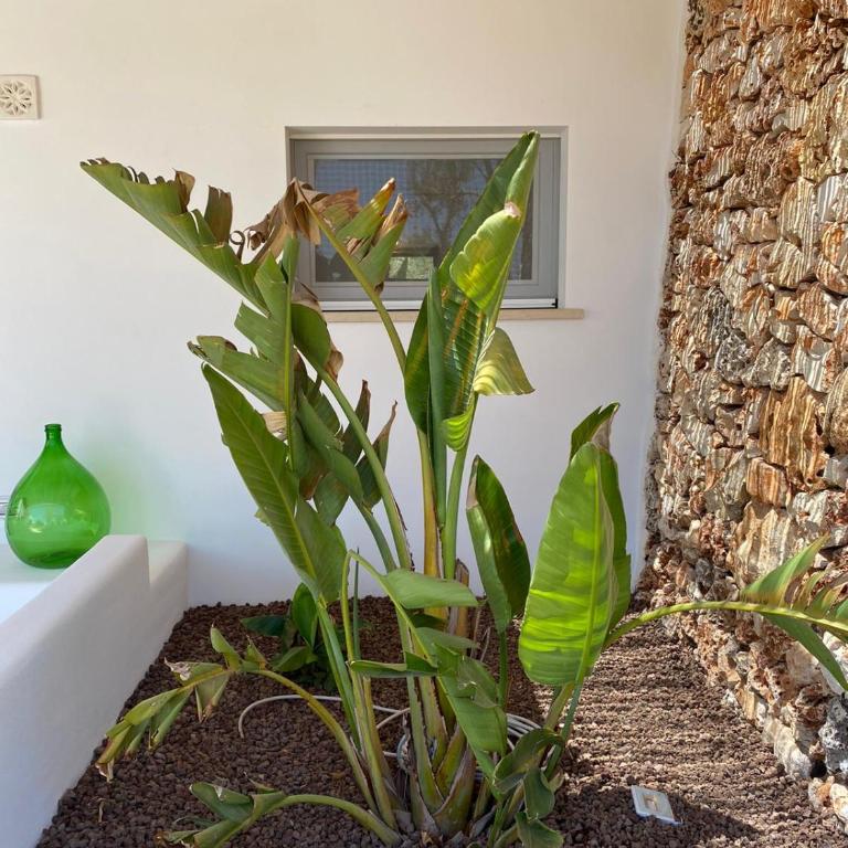 I Trulli di Alice - One-Bedroom House - 6