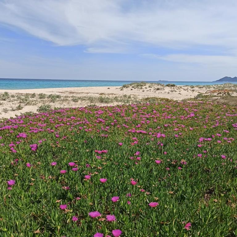 Casa Perla Rei - 50 meters from the beach - Casa Vacanze - 36