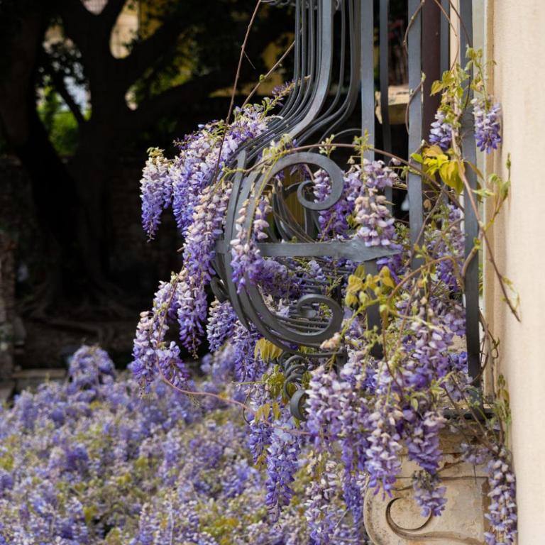 Hotel Villa Carlotta - Villa with Garden View - Annex - 4