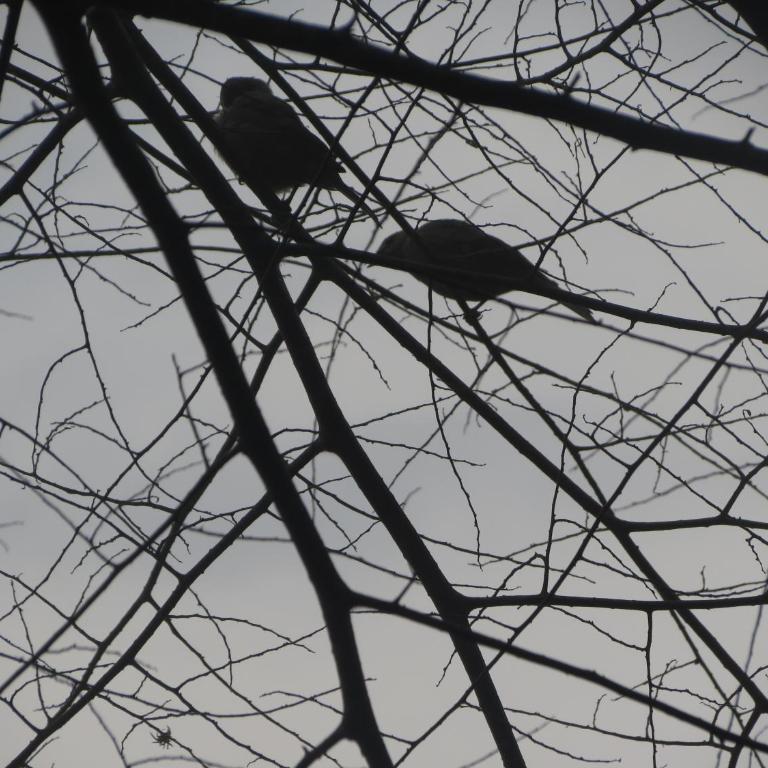 Areca Leisure Centre - Vacation Home - 76