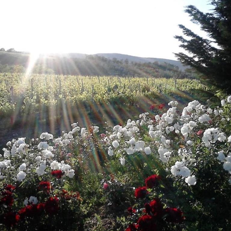 Agriturismo Fattoria Il Piano - Appartamento Focolare - San Gimignano - Appartamento con 2 Camere da Letto - 32