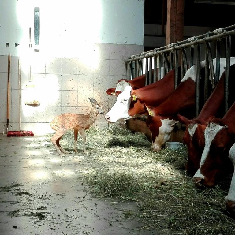 Lü de Terza - Appartamento con 2 Camere da Letto e con Vista Montagna - 21