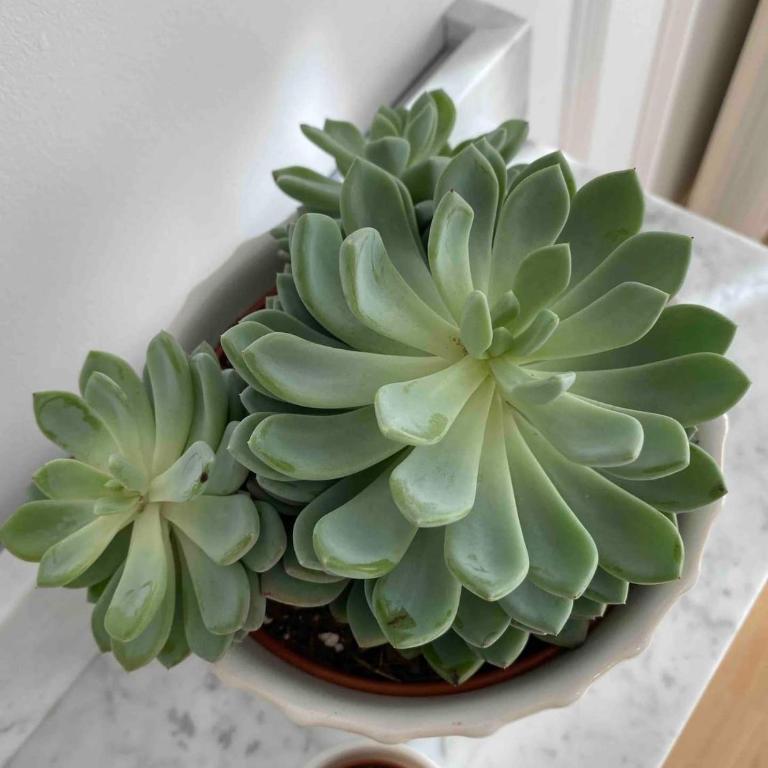 Lolita Lux - Belgrade Waterfront - Apartman sa 1 Spavaćom Sobom - 12