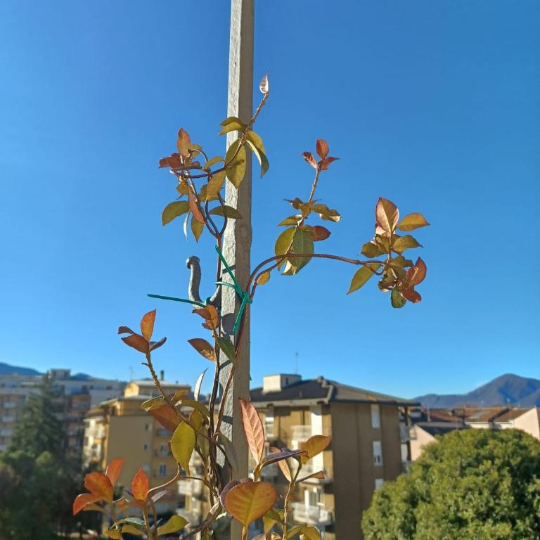 Feluca - Appartamento con 1 Camera da Letto - 9