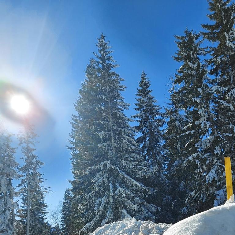 MIR i LIRA apartmani Kopaonik - One-Bedroom Apartment - 57