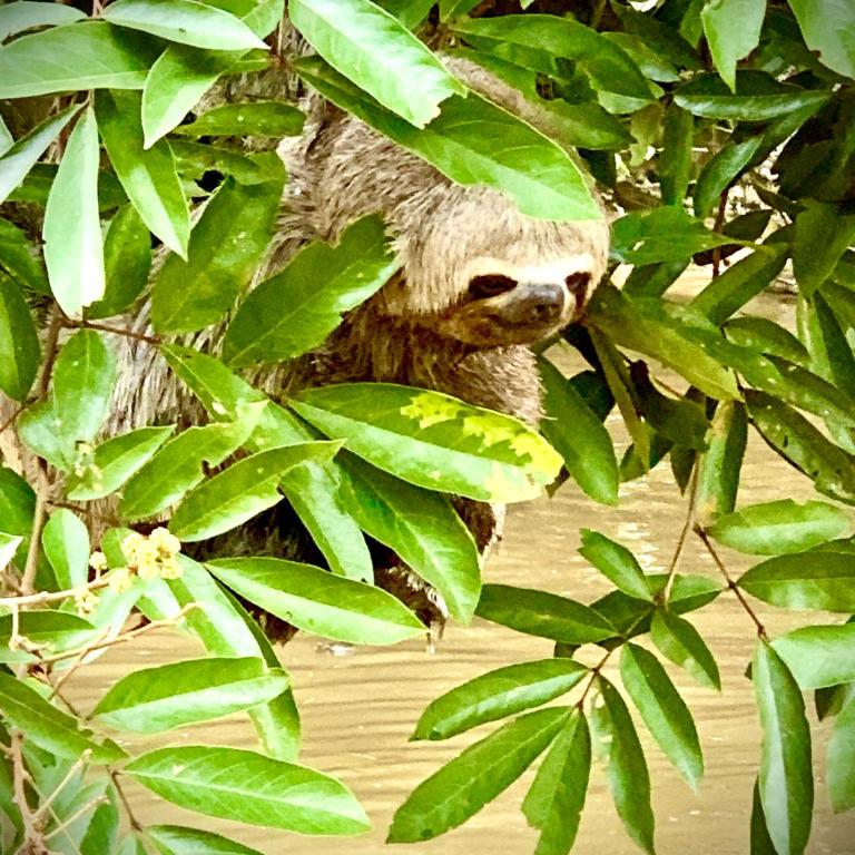 Hacienda Herrera Tambopata - Deluxe Bungalow with Garden View - 7