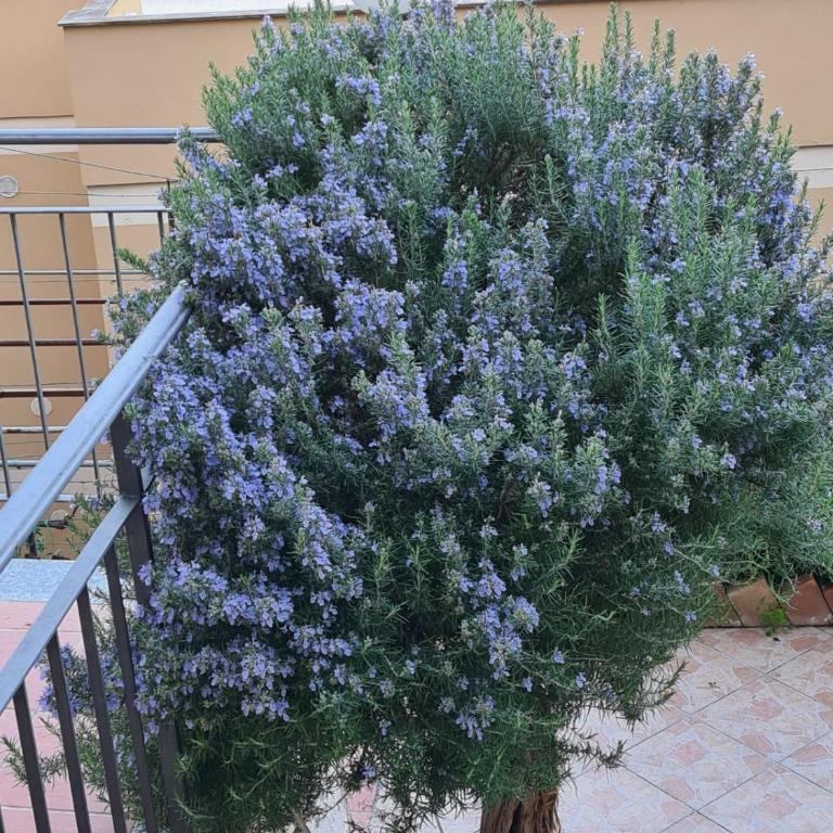 Il Rosmarino Apartment - Studio Apartment with Sea View - 2