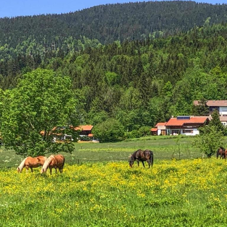 Chalet Chiemgau, Inzell - Chalet mit 3 Schlafzimmern - 25