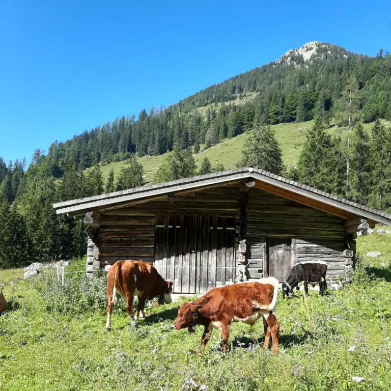 Gästehaus Kurz - Apartment mit Blick auf die Berge - 14