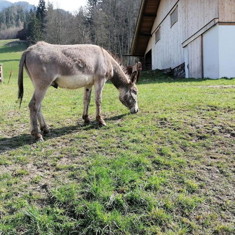 Holiday on an organic farm in Hart im Zillertal - Casa Vacacional de 3 dormitorios - 26