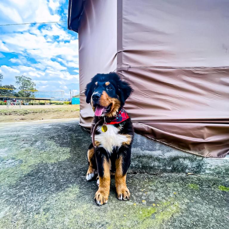 Parador La Mesa Redonda Hotel y Glamping - Standard Tent - 7