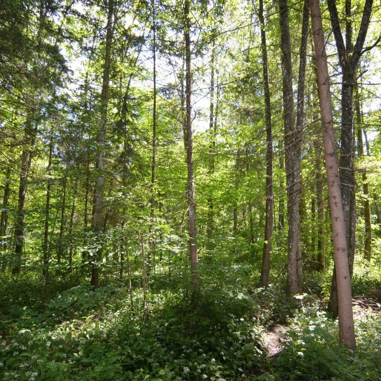 Ferienwohnung mit Bergaufenthalt in Schönau - Appartamento con 2 Camere da Letto - 29