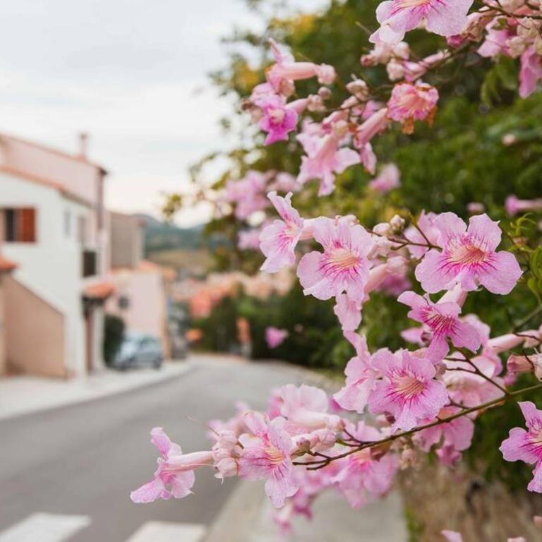 Regina's Banyuls - Les Hibiscus - Villa 3 Chambres - 2
