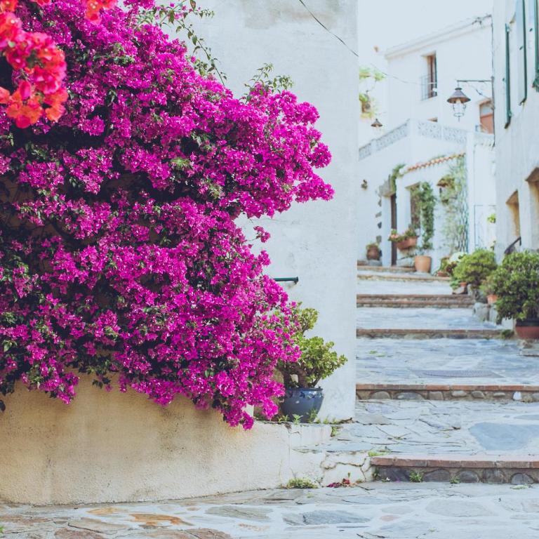 Regina's Banyuls - Les Hibiscus - Villa 3 Chambres - 24