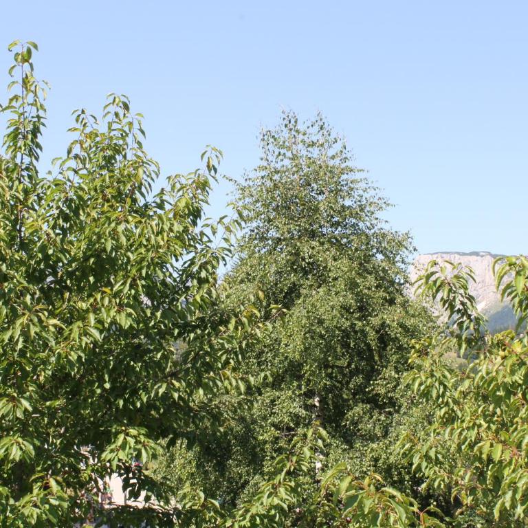 Guest House Milena - Apartment with Terrace - 21