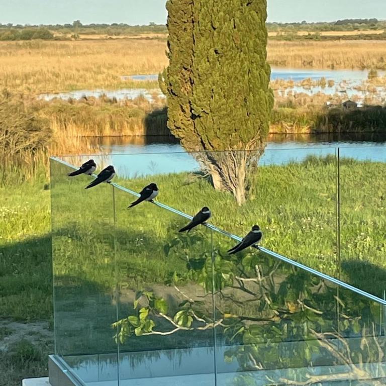 Mas du Couvin, maison d'hôtes en Camargue - Camera Matrimoniale Deluxe con Balcone - 13
