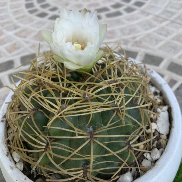 Latitud 32 - One-Bedroom Chalet - 34