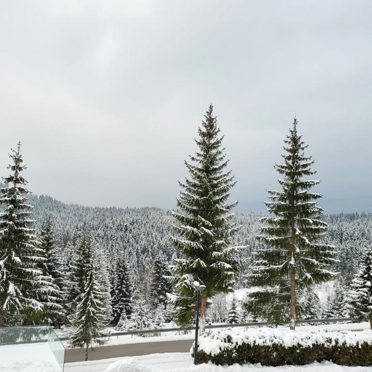 Hotel Forest - Two-Bedroom Suite - 1