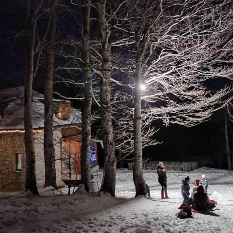 Green Forest - Villa - 75