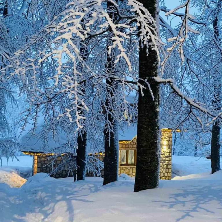 Green Forest - Villa - 77