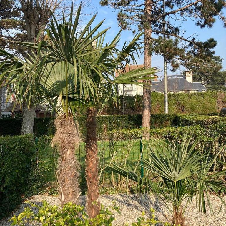 Le Studio De Deauville Plage - Studio avec Vue sur Jardin - 4