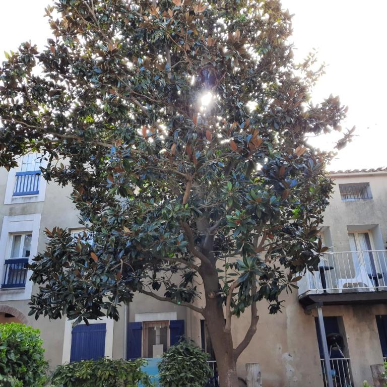 Appartement de charme sur le Port de Marseillan - Appartement 1 Chambre - 9