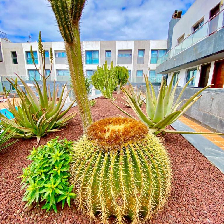 Mar de Fuerteventura 2 - Apartamento de 1 dormitorio - 15