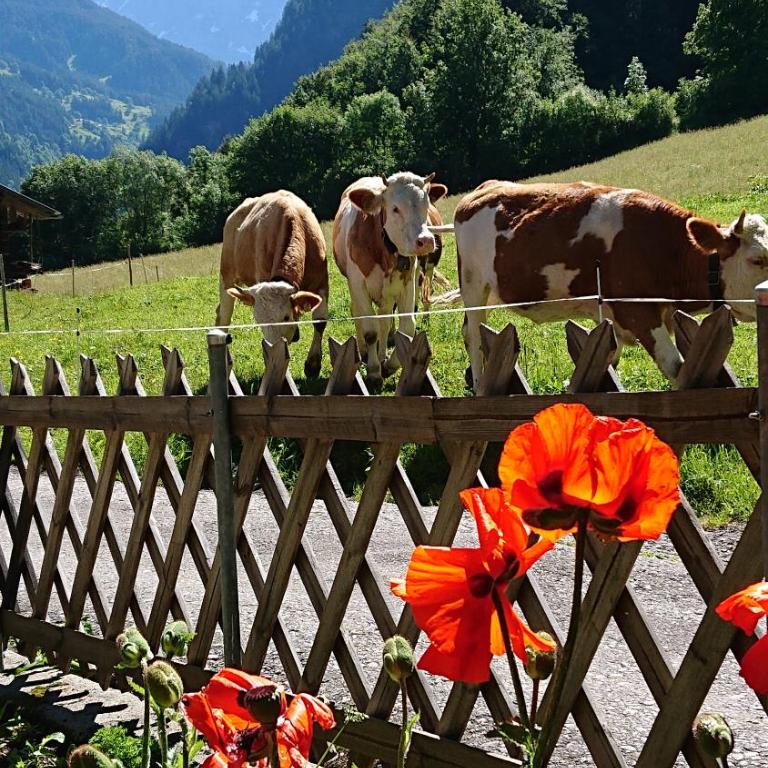 Alpenparadies Grindelwald Komfort Ferienhaus - Haus mit 2 Schlafzimmern - 15