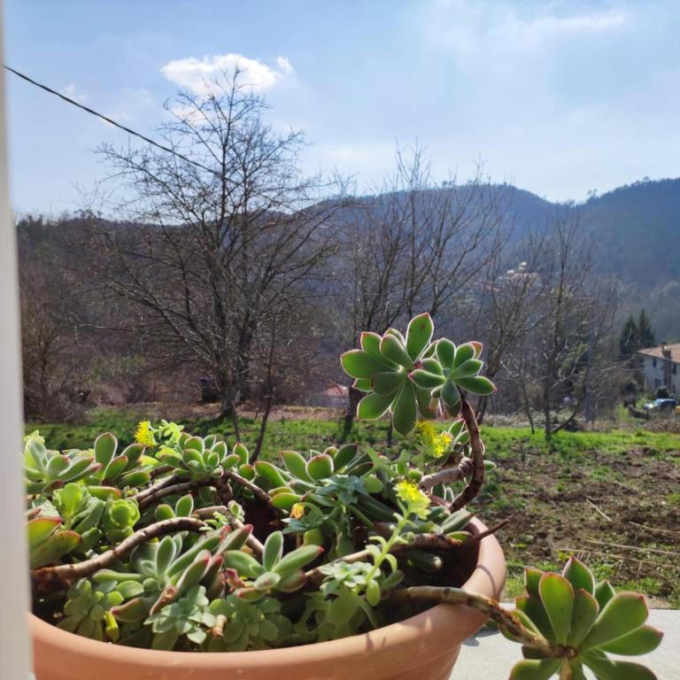 Casa dei giuggioli - Casa con 1 Camera da Letto - 17