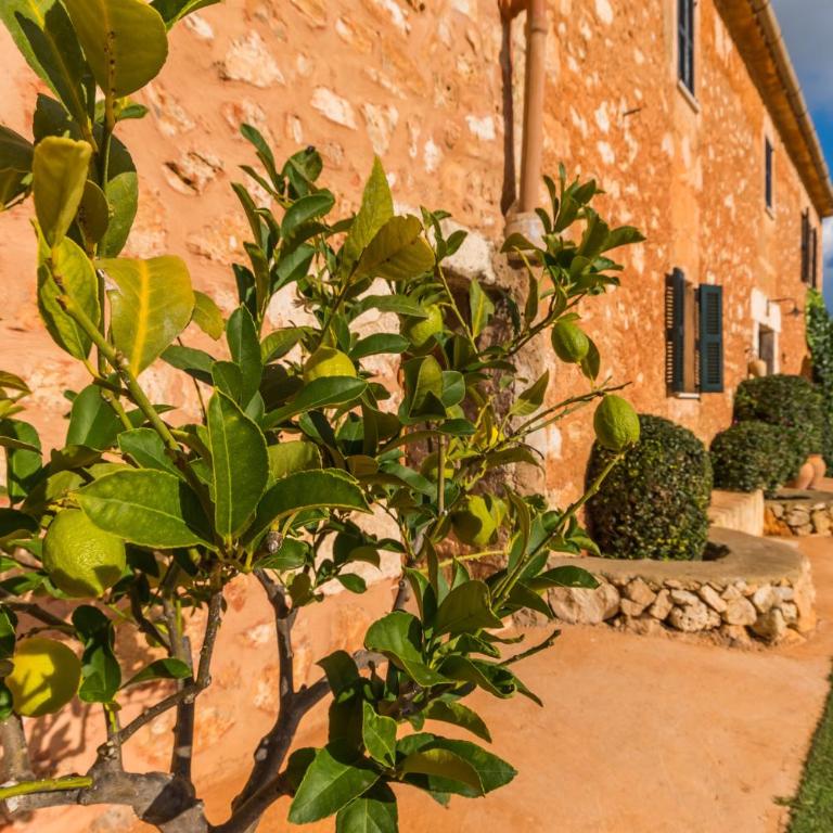 Ideal Property Mallorca - Pleta - Casa - 45