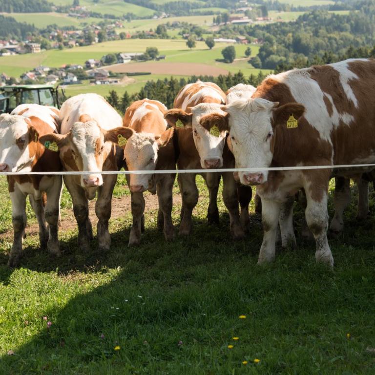 Ferienhaus Reisinger Promschhof - Haus mit 2 Schlafzimmern - 2