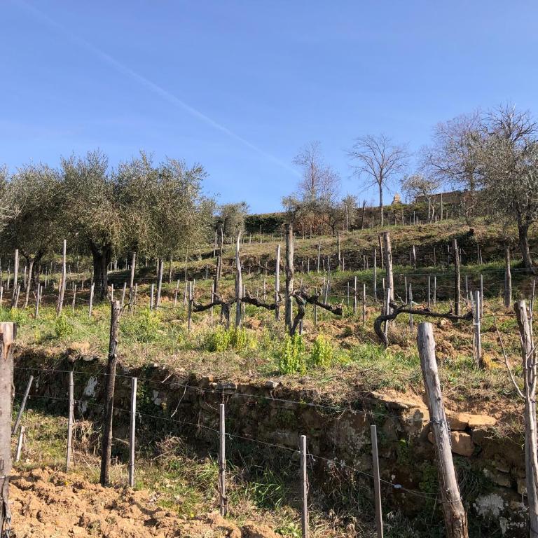 Podere Soccorso casa vigneto - One-Bedroom House - 7