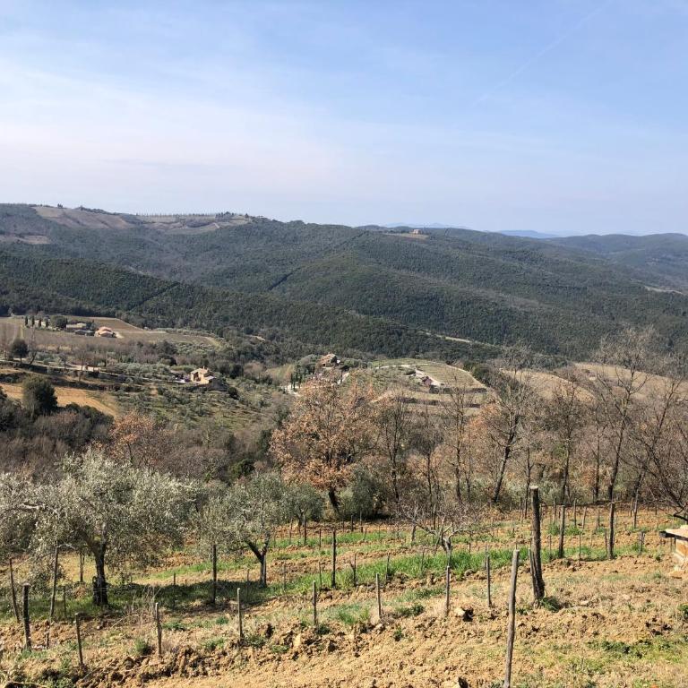 Podere Soccorso casa vigneto - One-Bedroom House - 14