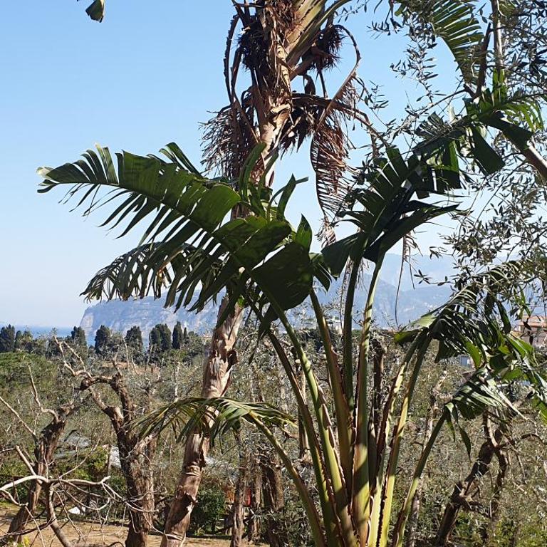 Casa Athena - Double Room with Garden View - 1