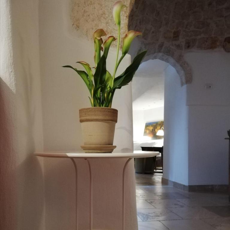 Trullidea - Suite - 12
