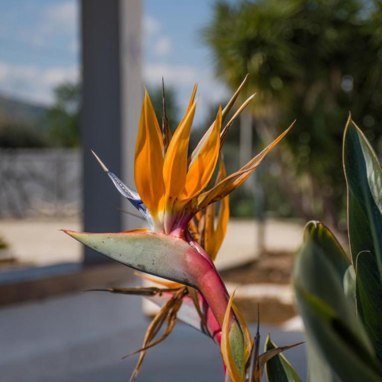 Scialari Country House - Villa - 67
