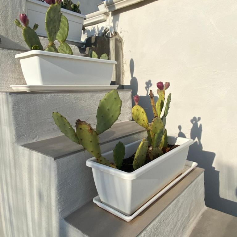 Dimora Apuliae• Dimora di Puglia - Casa Vacanze - 37