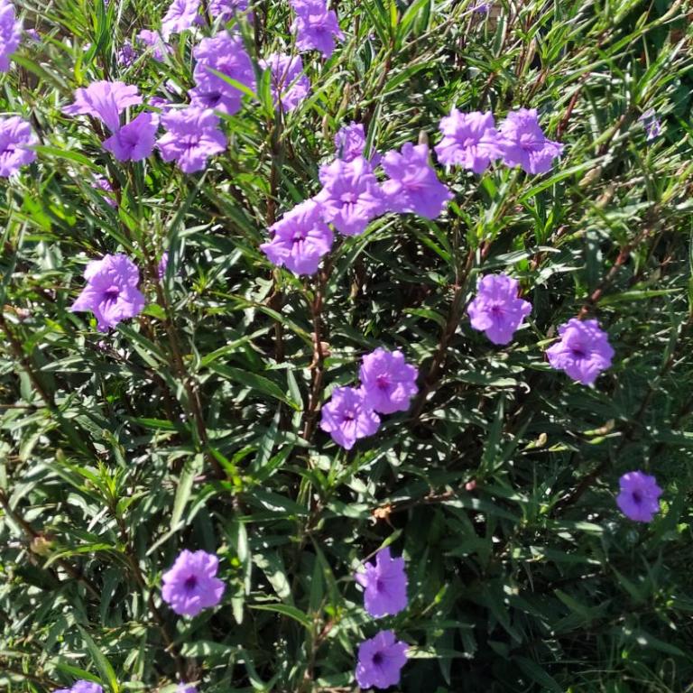 Solar Del Valle - One-Bedroom Apartment - 7