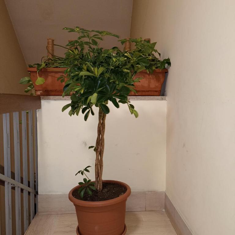 A&C Talenti Diamond - Apartment - 12