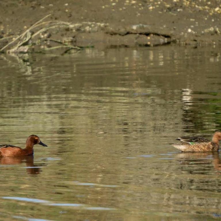 La Casa del Humedal - Three-Bedroom House - 19