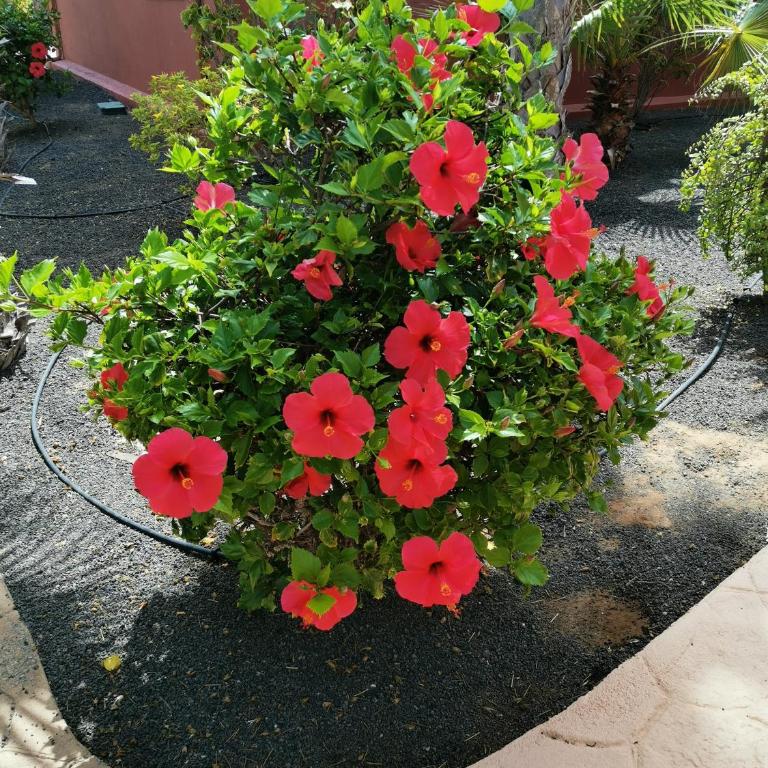Appartamento Spagnolo Oasis Tamarindo - Apartment - 66