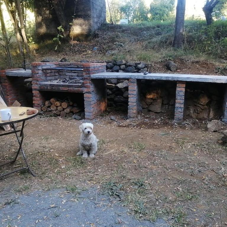 Cabaña en el bosque-Termas de Chillán - Casa de 2 dormitorios - 92