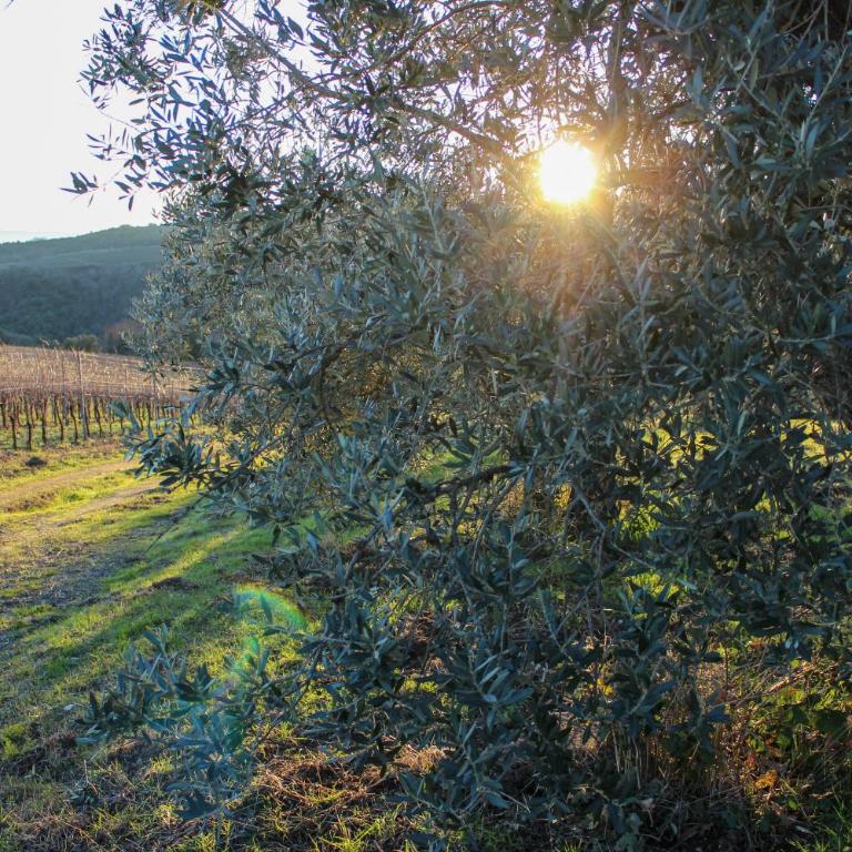 Fattoria La Torre - Two-Bedroom Apartment - 2